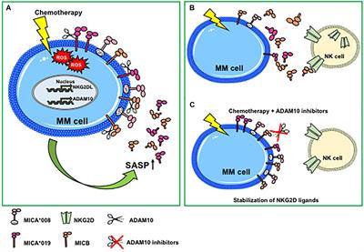 NKG2D Ligand Shedding in Response to Stress: Role of ADAM10